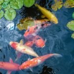 Choosing the Right Koi Dealer: Quality Assurance Matters