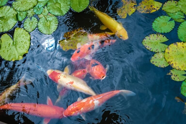 Choosing the Right Koi Dealer: Quality Assurance Matters